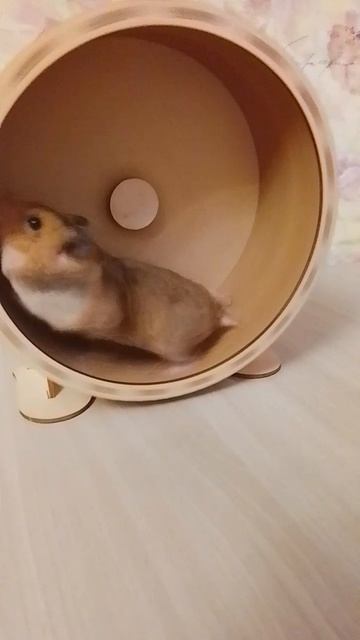 ИРИСКА катает 🧡🌸