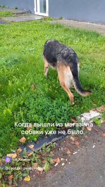Чья собака? Бродит по г.Краснокамск