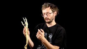 Эволюция кисти： у кого прогрессивнее？ ｜ Лекции по антропологии – Станислав Дробышевский ｜ Научпоп