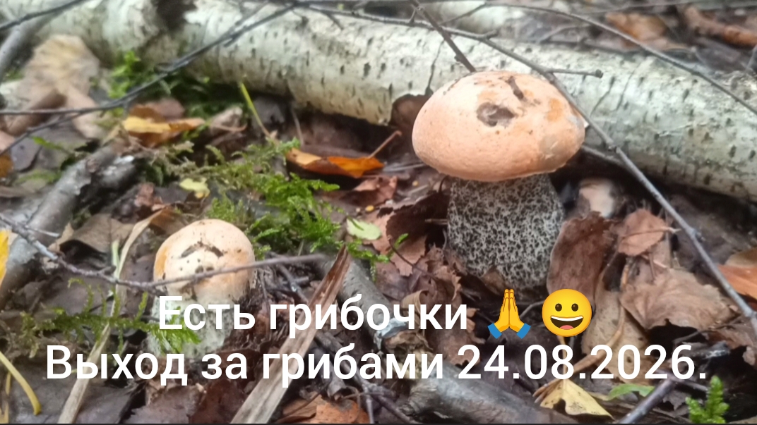 Выход за грибами 24.08.2026. - есть грибочки .