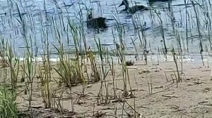 🦆🌊🦆🦆
