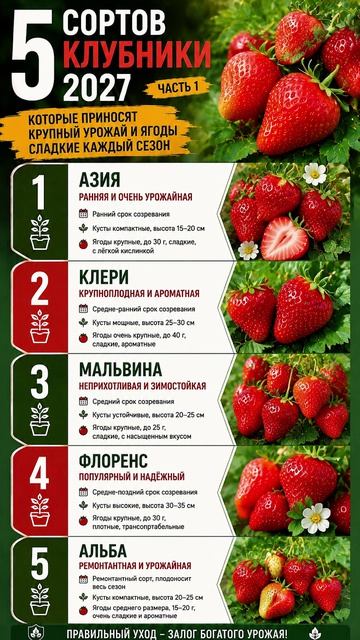 5 сортов клубники на 2027 год