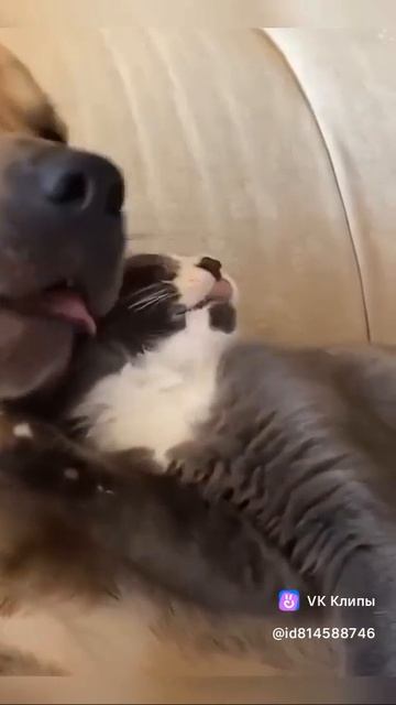 Cute Animals 🐶♥️🐱
