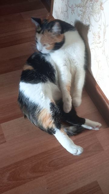 Кошка лижется дома