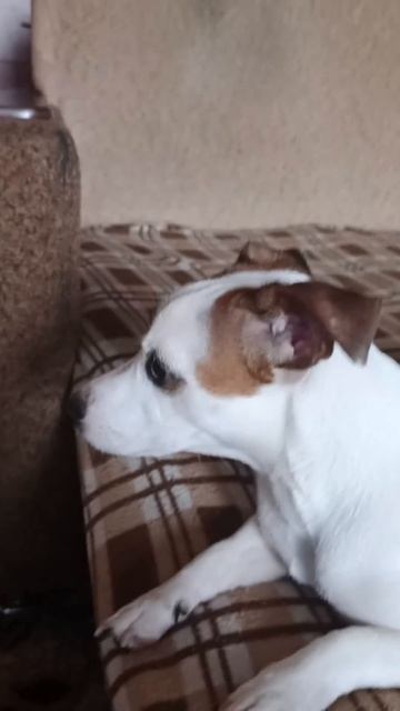 🐕