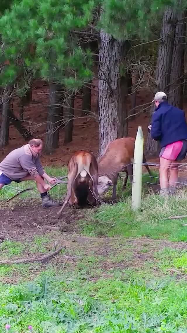 Мужчины спасли оленей, сцепившихся рогами