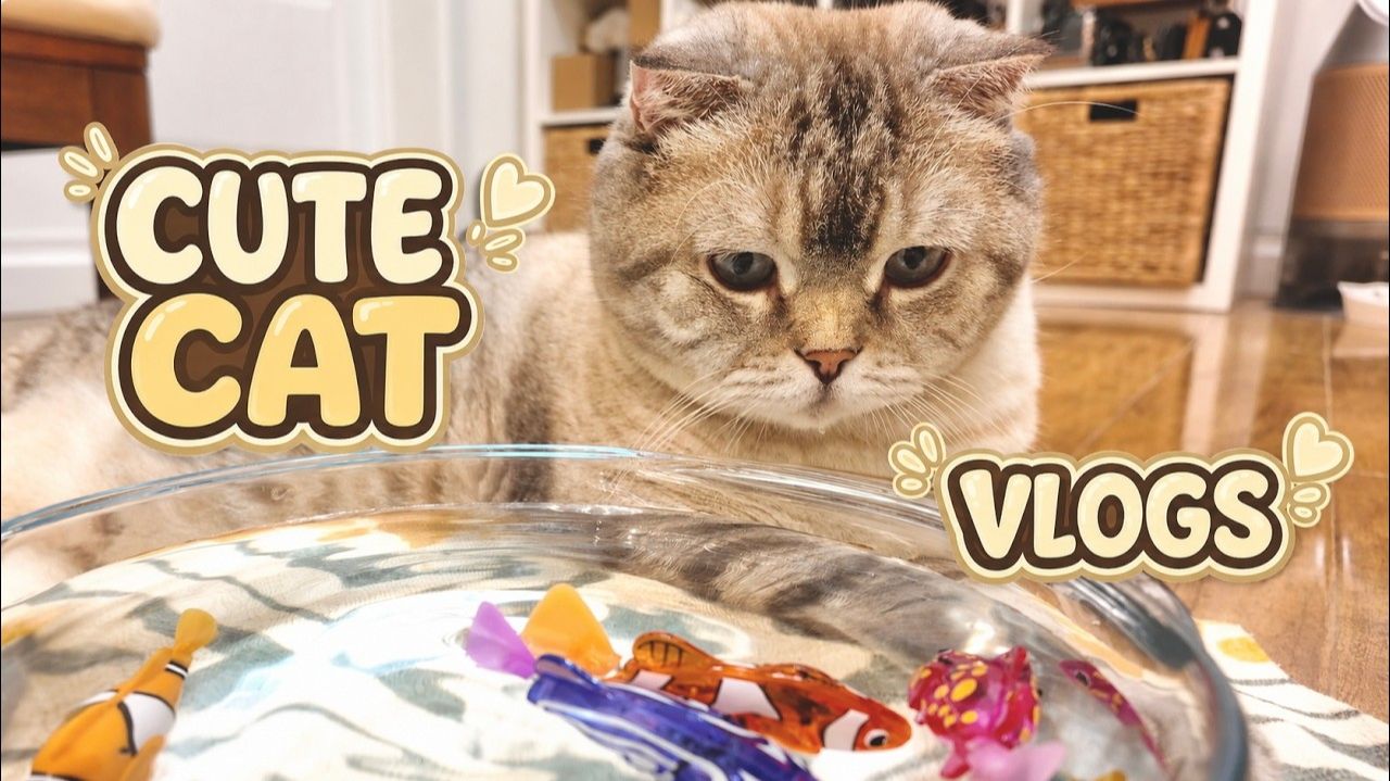 Приключения милого кота😺 🐈 Ленивый день# веселые игры с НАСТОЯЩИМИ котятами # ПАПА НАШЕЛ НОВЫЕ