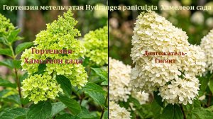 Гортензия метельчатая (Hydrangea paniculata) -Хамелеон сада