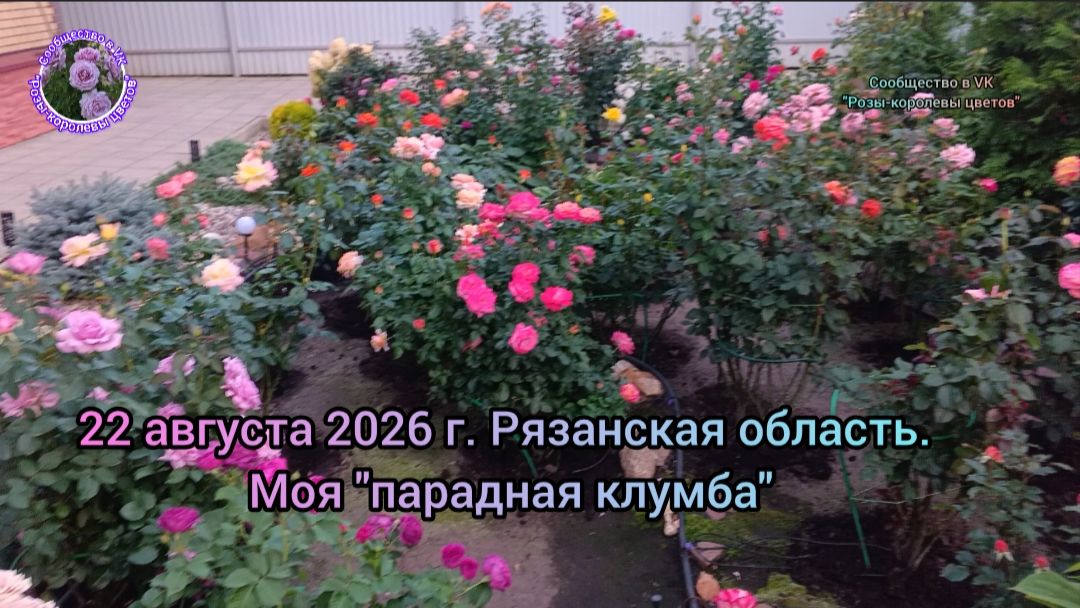 ПРОГУЛКА ПО МОЕМУ РОЗАРИЮ😇. ЦВЕТЕНИЕ РОЗ , АВГУСТ 2026 Г.
