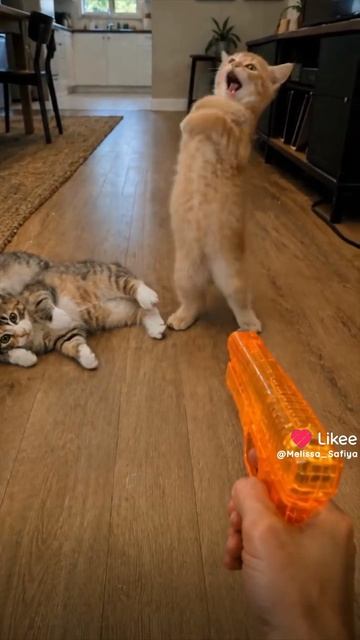 Коты