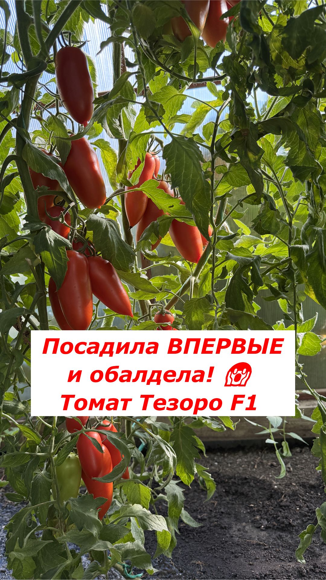 Посадила ВПЕРВЫЕ и обалдела! 😱 Томат Тезоро F1