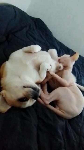 кошка моет собаку