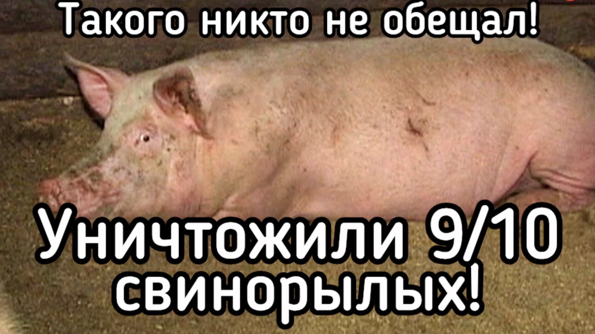 Уничтожили 90% свинорылых! Такого никто не ожидал
