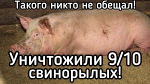 Уничтожили 90% свинорылых! Такого никто не ожидал