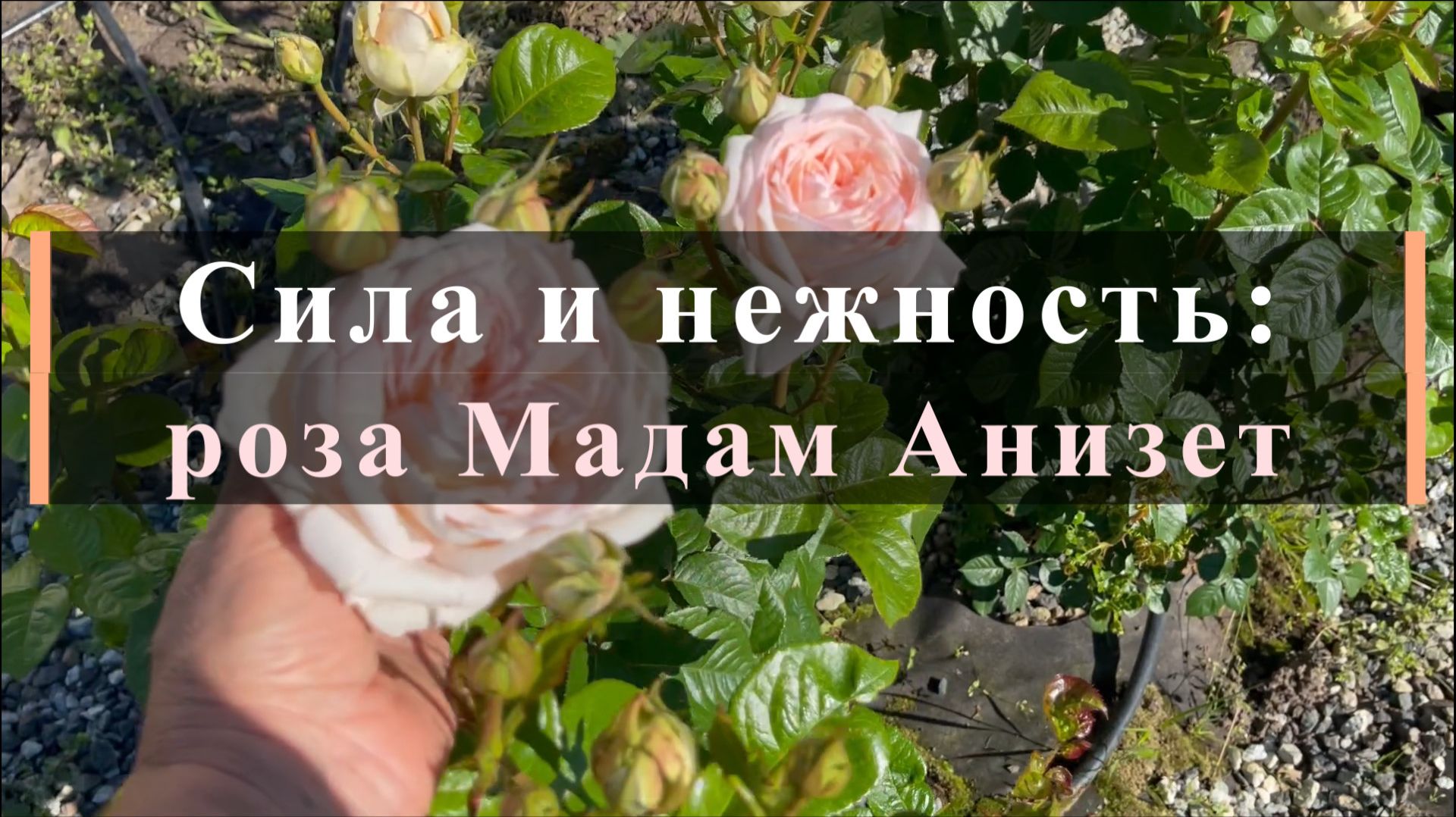 Сила и нежность: роза Мадам Анизет