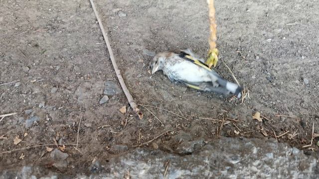Погибший щегол