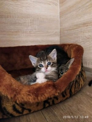 Извините что мы удалили трансляцию