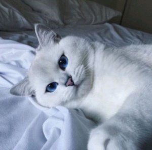 вечерний стрим