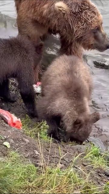 Этот маленький медвежонок взял у своей мамы большую рыбу… но не совсем понимал, что с ней делать!