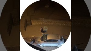 Львов — зарезавшего сотрудника ТЦК львовянина подстрелили, а потом забили ногами полицейские 1