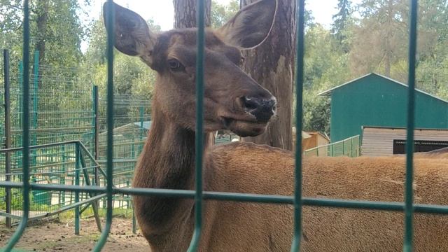 отдых на природе. @ как мы ходили в зоопарк с детьми.