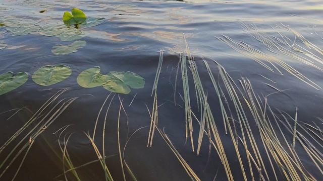 Кувшинки Долгое Озеро