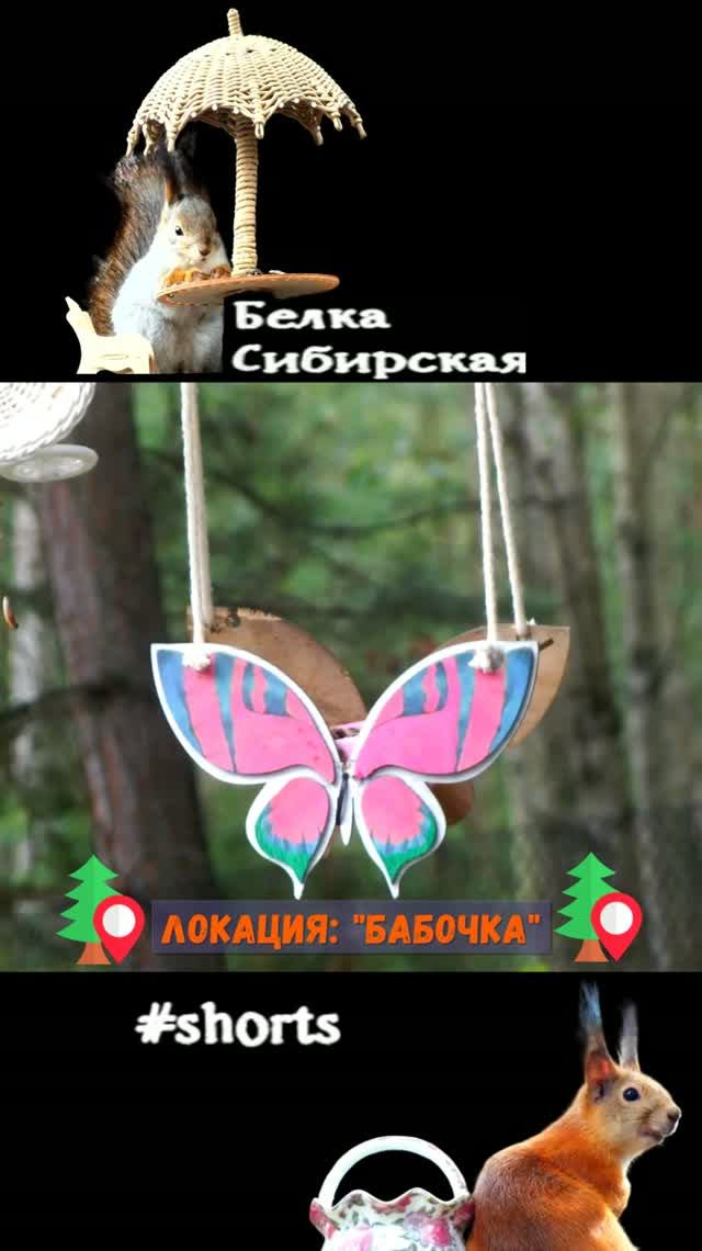 На лесной кормушке в форме бабочки