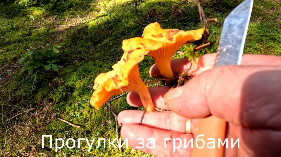 Прогулки за грибами. Уехал в свой лес. Там грибов больше