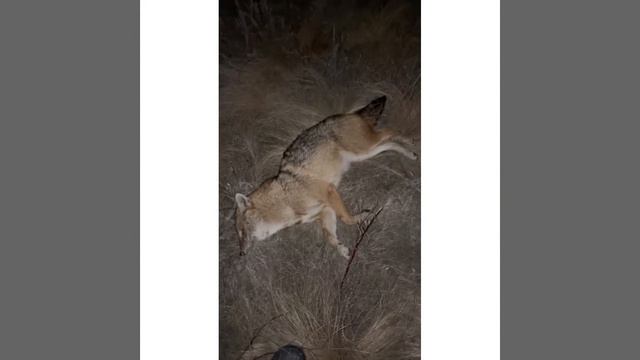 Вой шакала прервал звук выстрела