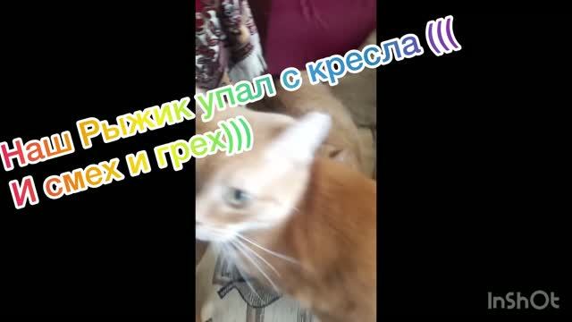Рыжий кот упал с кресла