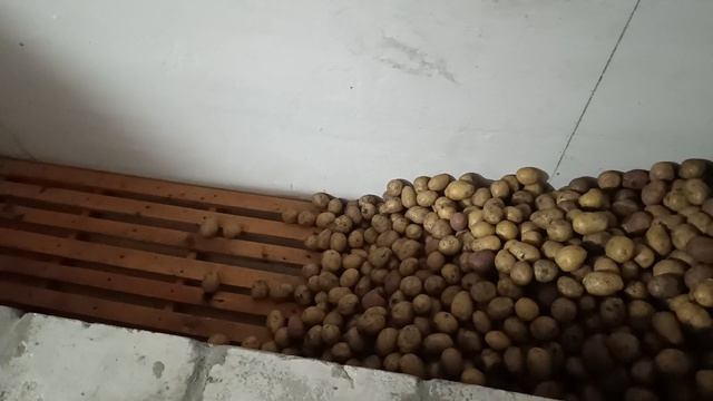 Обзор огорода. Сделали очень красивые гряды. Выкопали картофель.