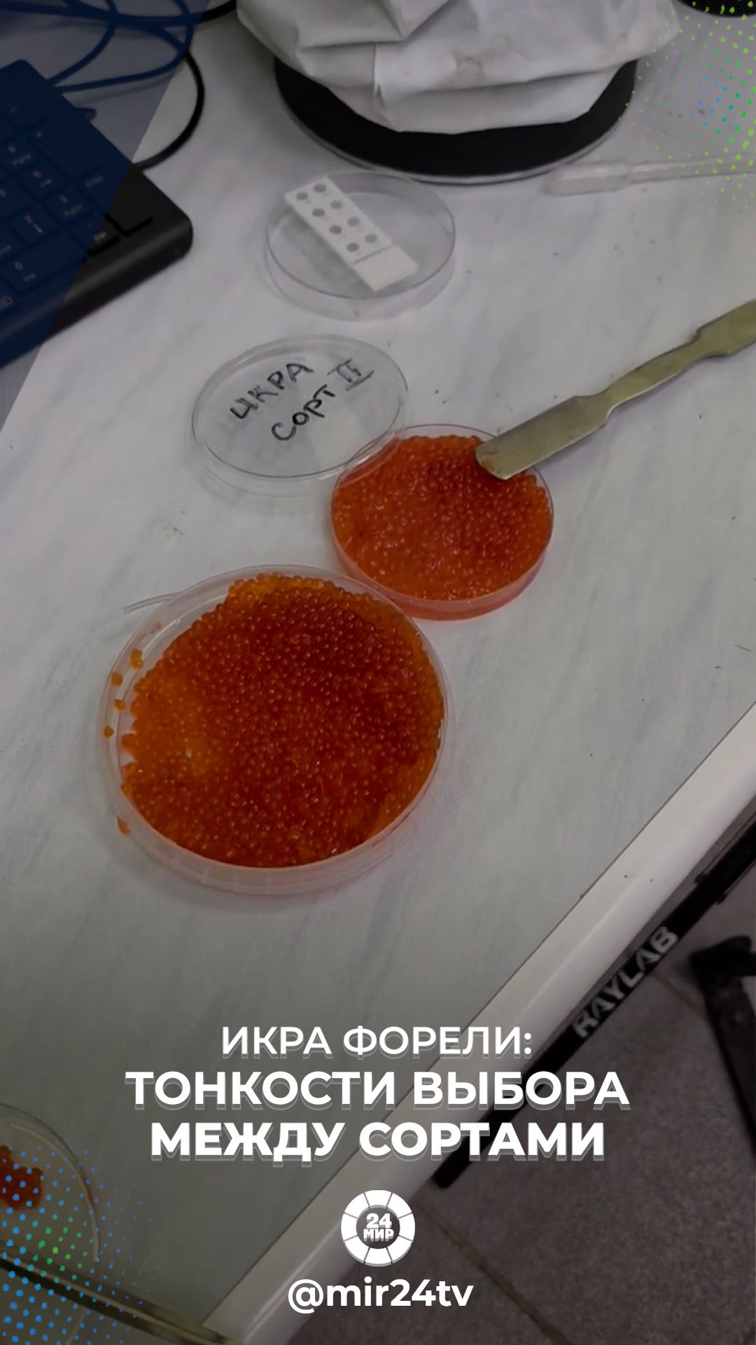 Дегустируем красную икру