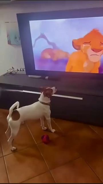 Душераздирающая сцена 😭..))