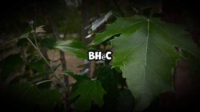«Не спорь при людях, заплати 118 тысяч!» — сказал юбиляр. Но Вера задала один вопрос. Аудиорассказ
