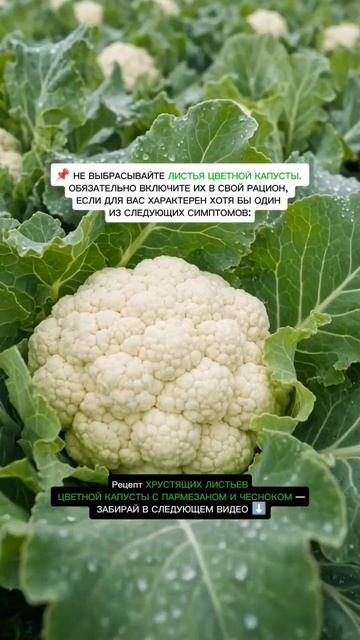Листья капусты польза :