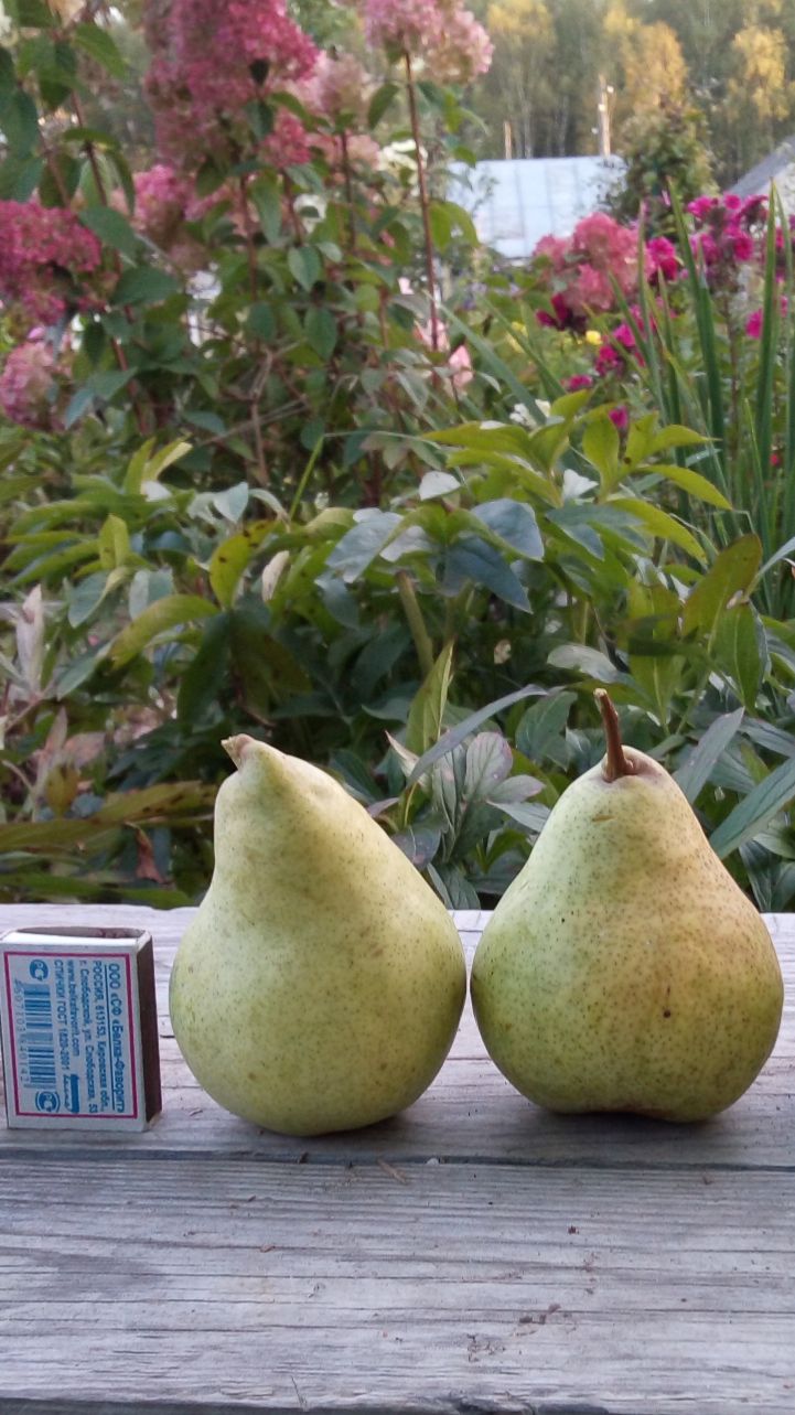 Груша  Просто Мария и Борисовна)