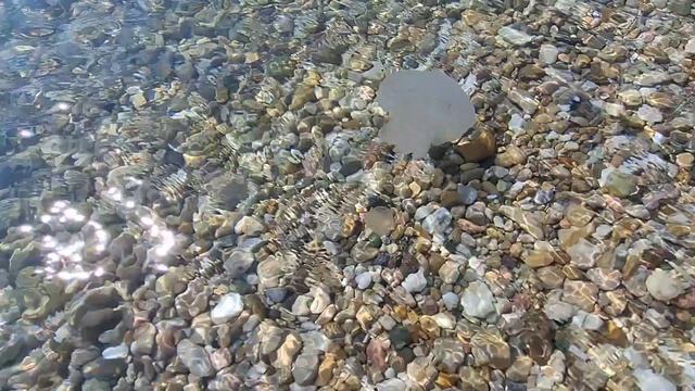 Август на море: прозрачная вода, тепло и медуза Корнерот — поймали и отпустили! Крым. Черное море