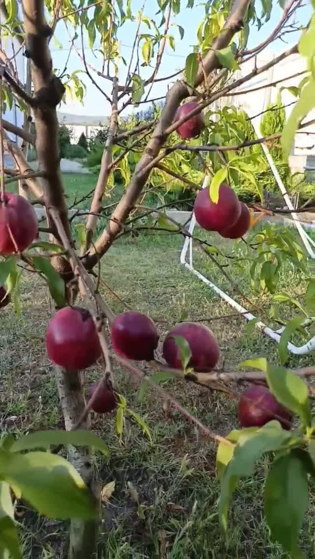 Как растут нектарины