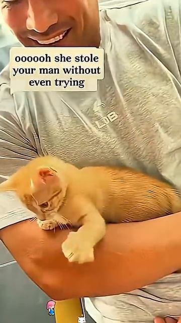 I Think My Cat Won The Relationship 😹🐾 #cat #catlover #catsvideo #cattok #cats