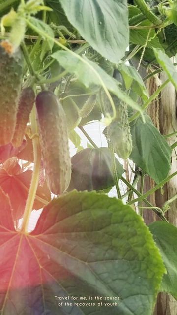 Огурчики...августовские. 🥒🥒🥒 Занятие на вечер есть