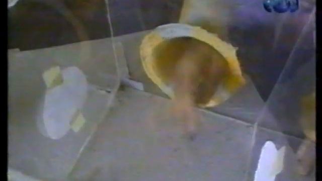 Пытливые умы - блок-1 VHS-TVRip 1997