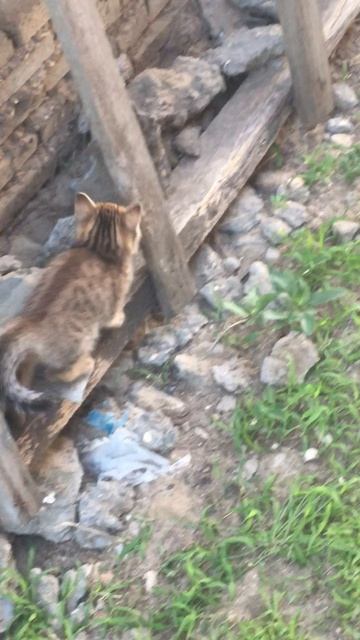 Муся и котята