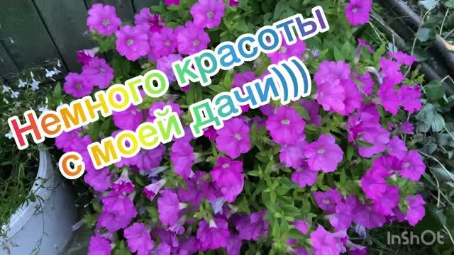 Немного красоты у меня на даче)))