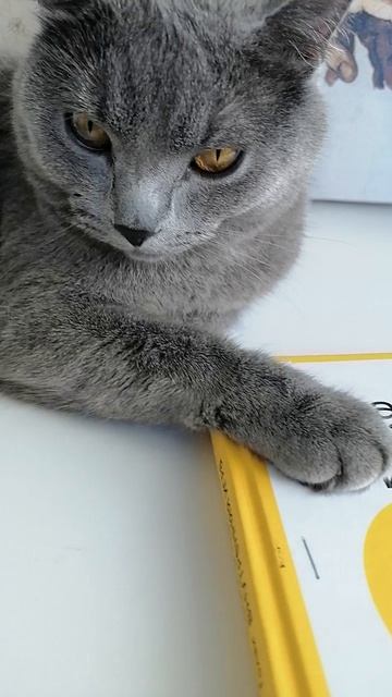 Книга. Кот одобрил мой выбор