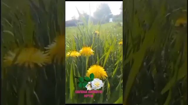1000032565.mp4