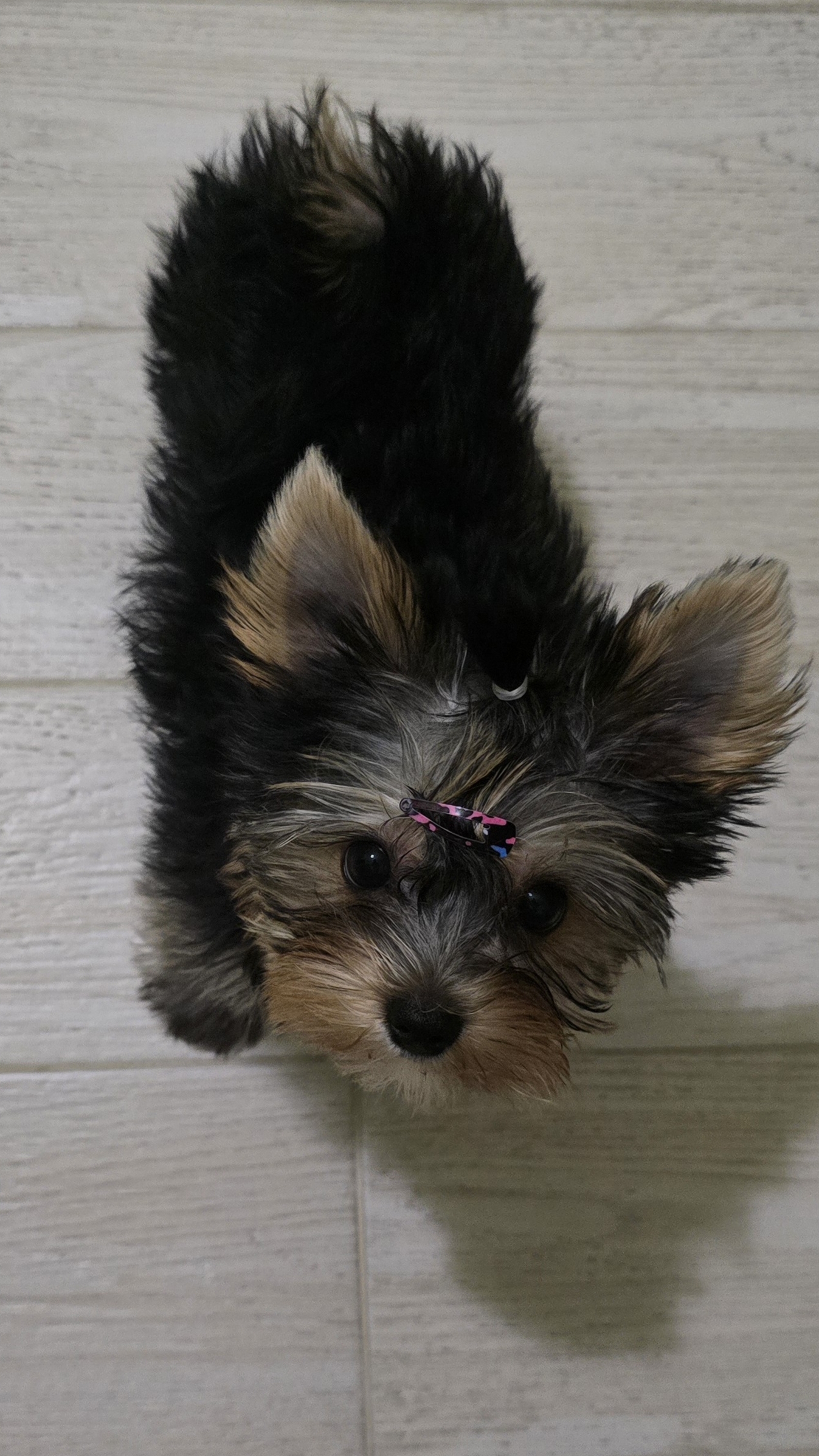 🐾Первый Плюшкин хвостик 🐶