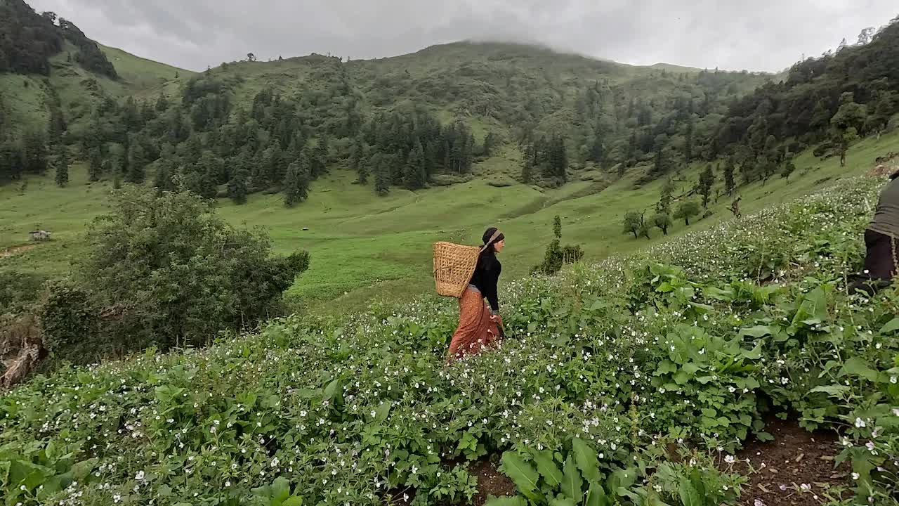 Гималайские пастухи летом || Ладжимбудха