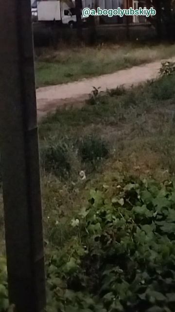 Кошак лазиет по утру