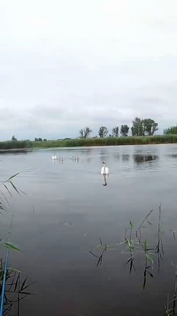 Принял печать всё иида предатель