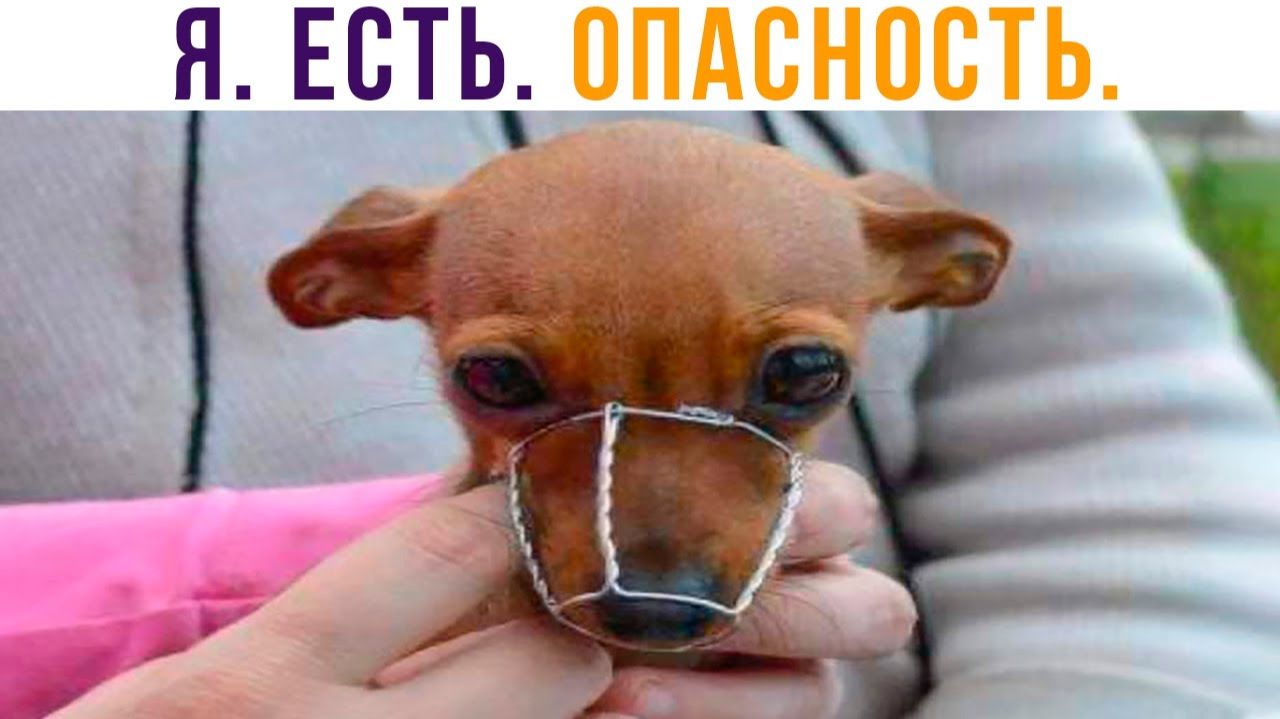 ОПАСНЫЙ МИКРОЧЕЛИК))) Приколы